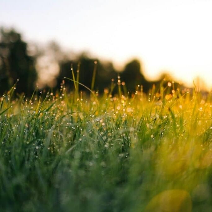 Close-up view of dewy grass in the early morning, with sunlight softly illuminating the blades and water droplets. The background is blurred, showing trees and a bright sky.